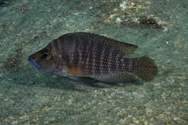 Altolamprologus compressiceps 'Bulu Point'